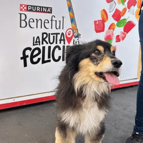 día del perro