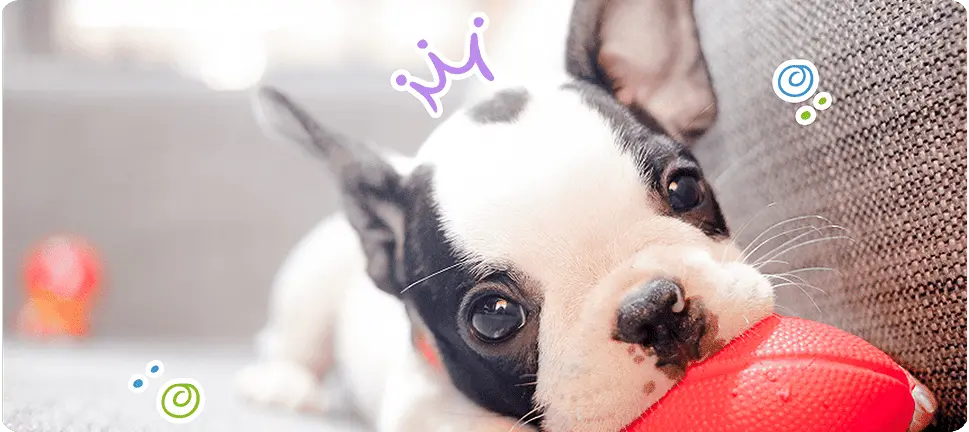 cachorro