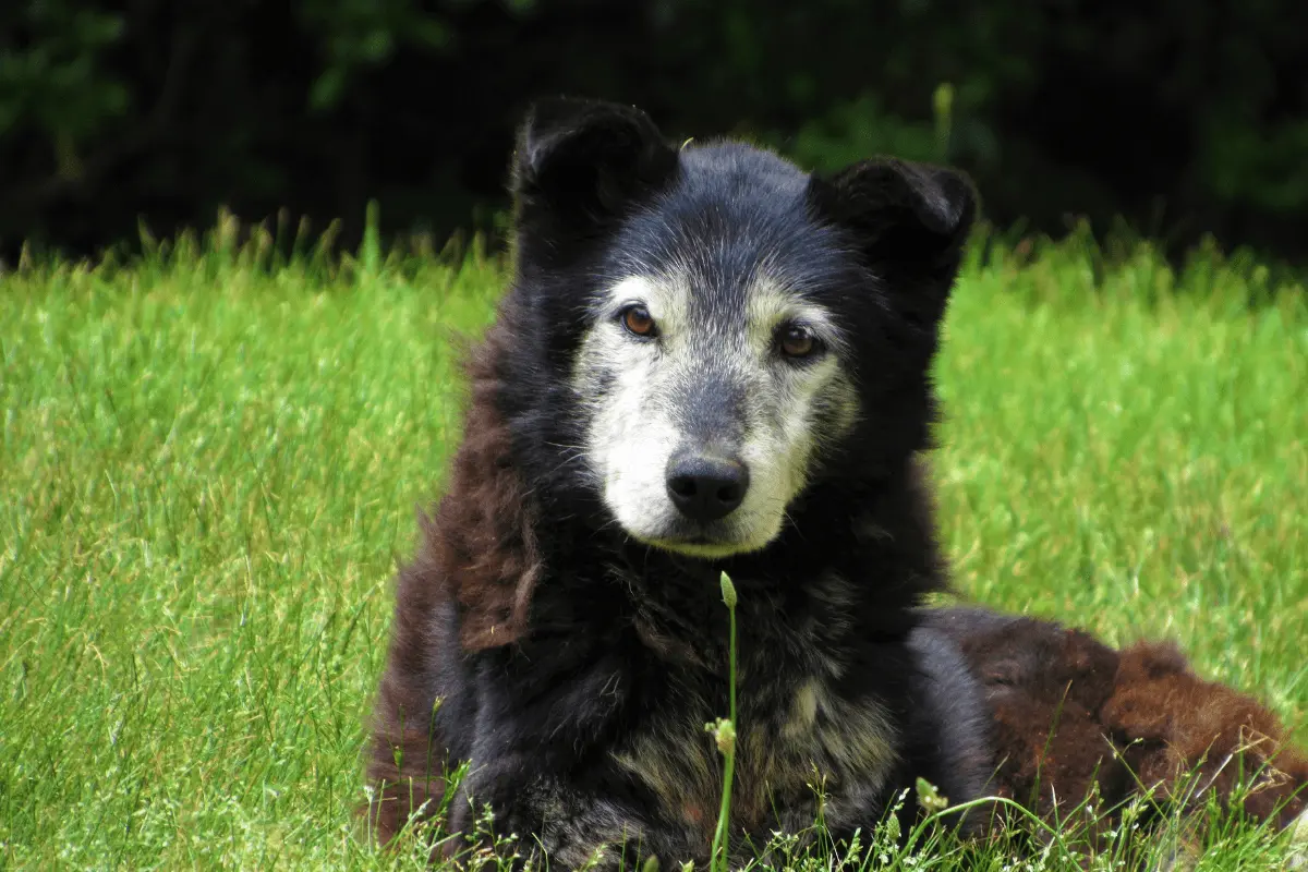perritos senior