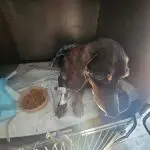 Imagen de perrito triste: costo de ataque de perros