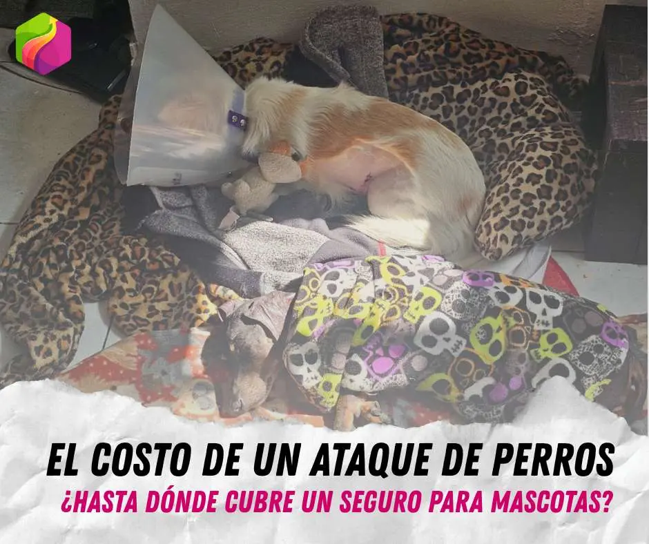 Costo de un ataque de perros